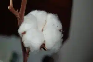 棉花纤维代表最纯净的自然形成的纤维素
